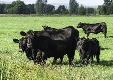 pasture for rent