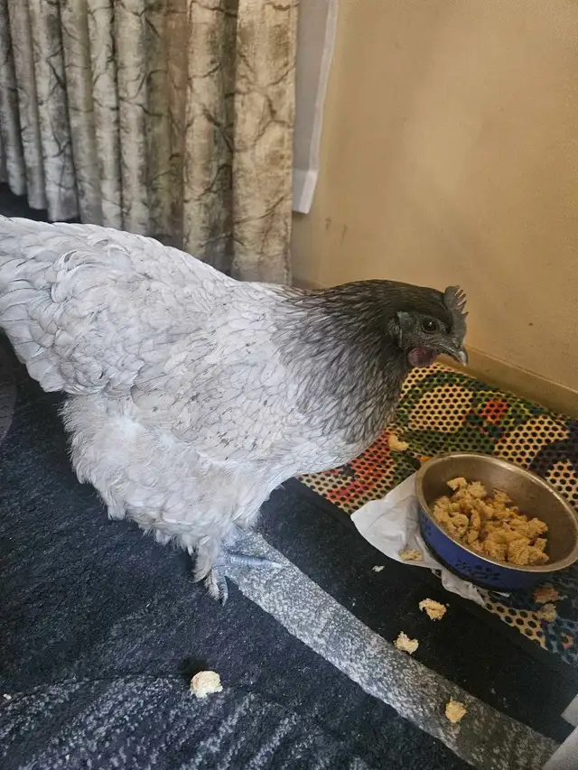 2 Chickens