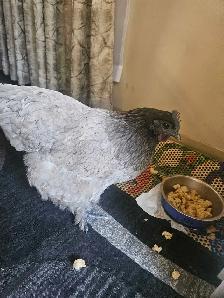 2 Chickens