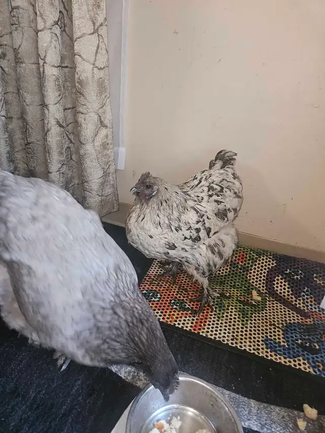 2 Chickens - Photo 2