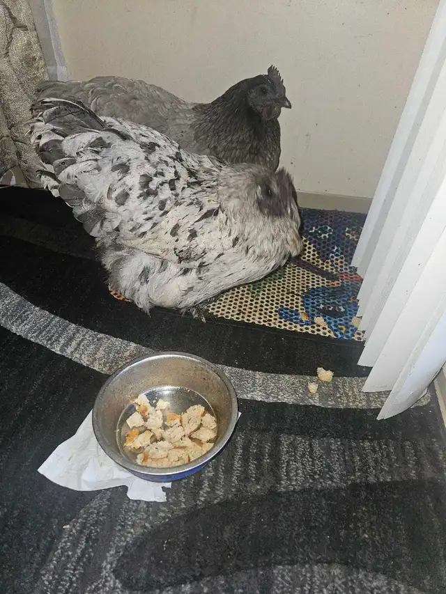 2 Chickens - Photo 3