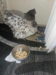 2 Chickens - Photo 3
