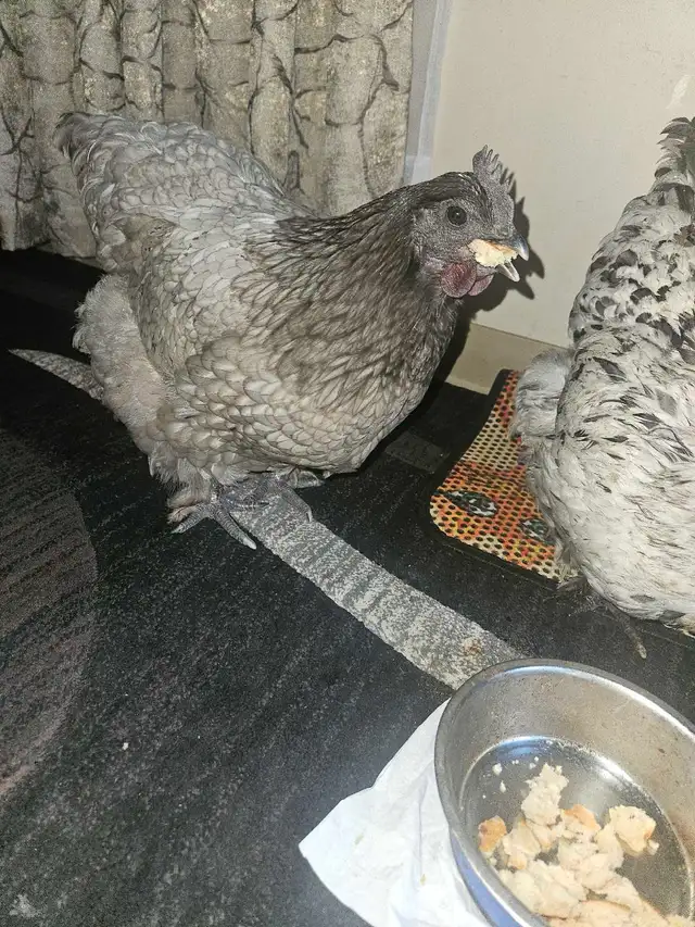 2 Chickens - Photo 4