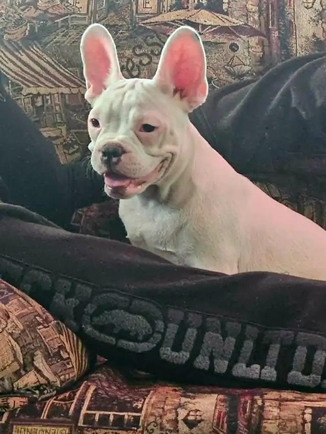 Chiot Frenchton Blanc avec quelques taches noires