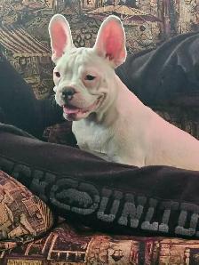Chiot Frenchton Blanc avec quelques taches noires