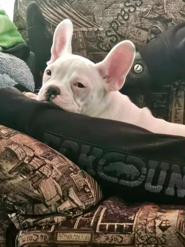 Chiot Frenchton Blanc avec quelques taches noires - Photo 2