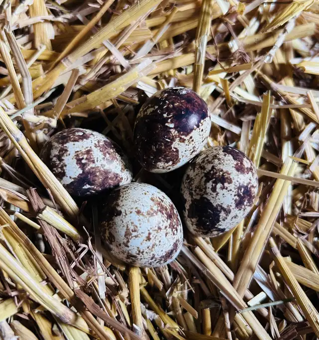 Coturnix quail hatching eggs