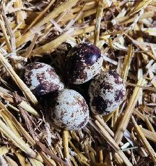 Coturnix quail hatching eggs
