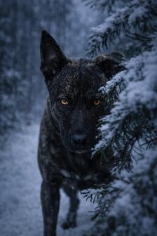 Dutch Shepherd