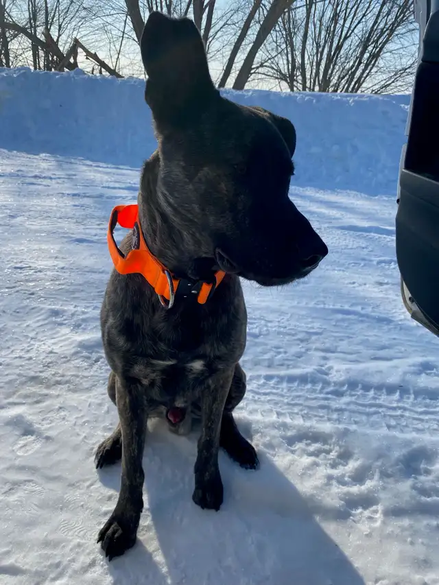 Dutch Shepherd - Photo 2