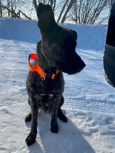 Dutch Shepherd - Photo 2