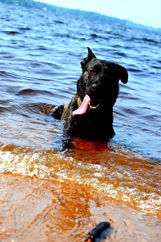 Dutch Shepherd - Photo 3