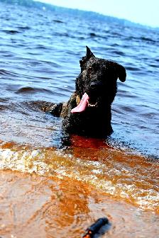 Dutch Shepherd - Photo 3