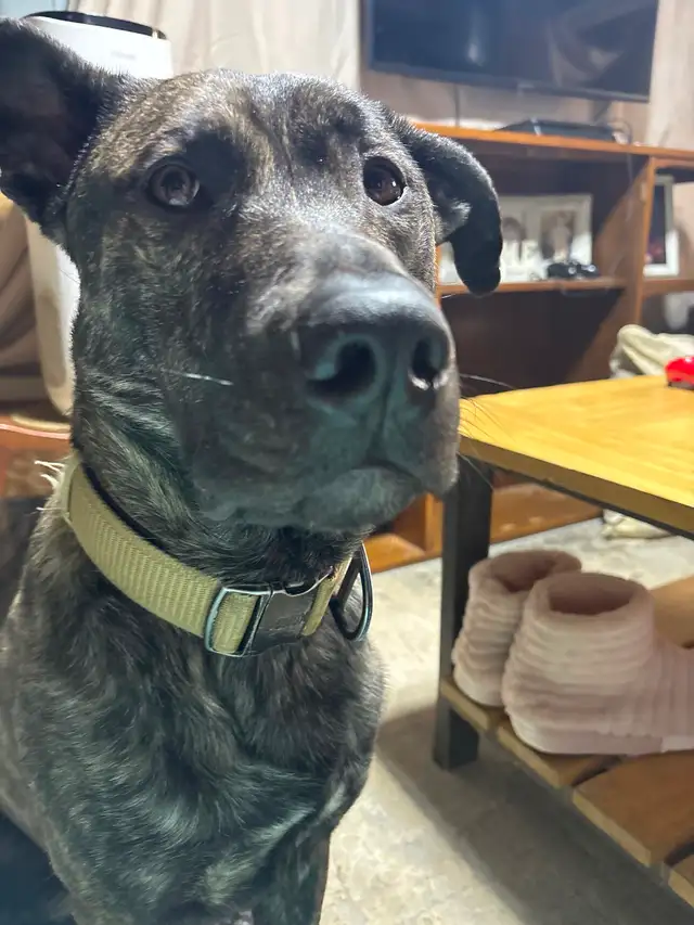Dutch Shepherd - Photo 4