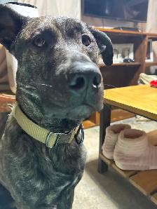 Dutch Shepherd - Photo 4