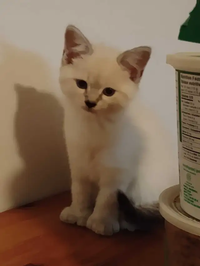chatons Ragdoll à adopter - Photo 4