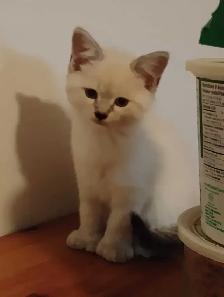 chatons Ragdoll à adopter - Photo 4