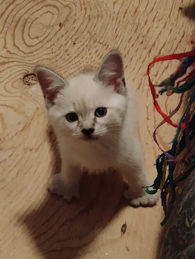 chatons Ragdoll à adopter - Photo 6