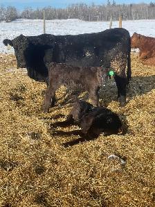 Cow Calf Pairs