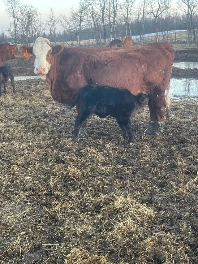 Cow Calf Pairs - Photo 2