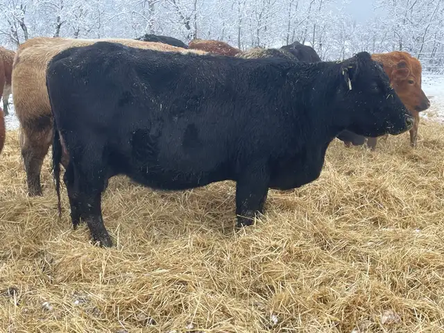 Cow Calf Pairs - Photo 3