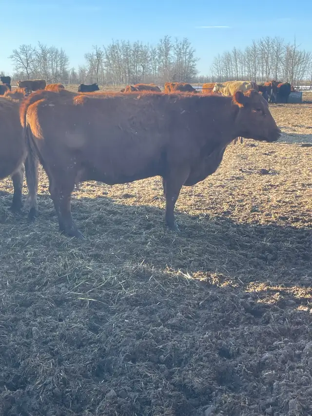 Cow Calf Pairs - Photo 4