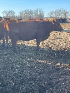 Cow Calf Pairs - Photo 4