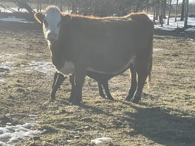 Cow Calf Pairs - Photo 6