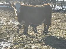 Cow Calf Pairs - Photo 6