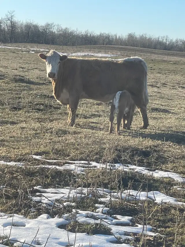Cow Calf Pairs - Photo 7