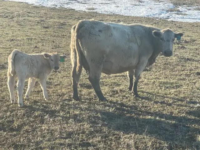 Cow Calf Pairs - Photo 8
