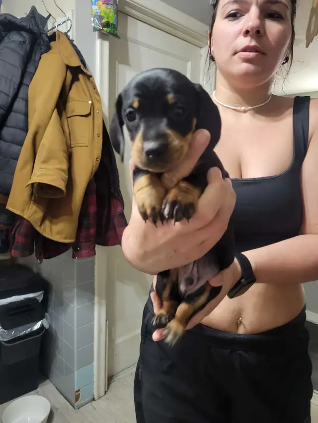 pure miniature dachshund puppies