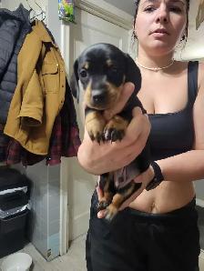 pure miniature dachshund puppies