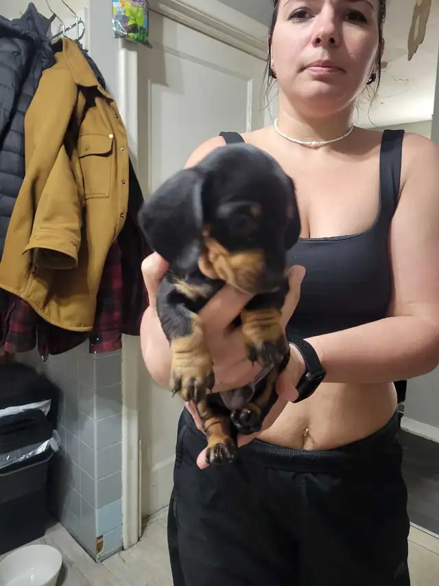 pure miniature dachshund puppies - Photo 2