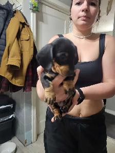 pure miniature dachshund puppies - Photo 2