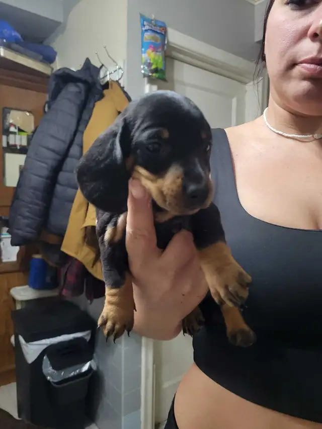 pure miniature dachshund puppies - Photo 3