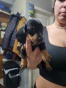 pure miniature dachshund puppies - Photo 3