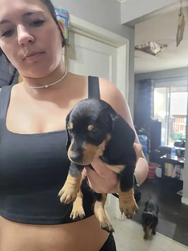 pure miniature dachshund puppies - Photo 4