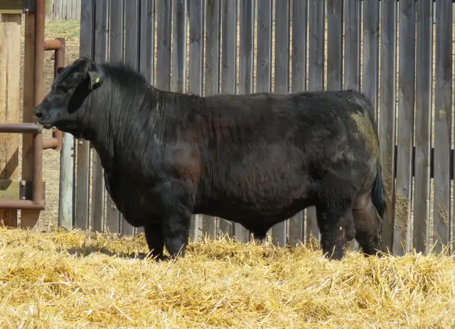 Bear Creek Angus - Bulls for Sale by private treaty