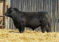 Bear Creek Angus - Bulls for Sale by private treaty