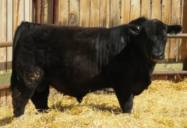 Bear Creek Angus - Bulls for Sale by private treaty - Photo 2