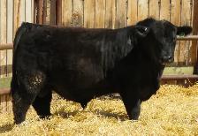 Bear Creek Angus - Bulls for Sale by private treaty - Photo 2