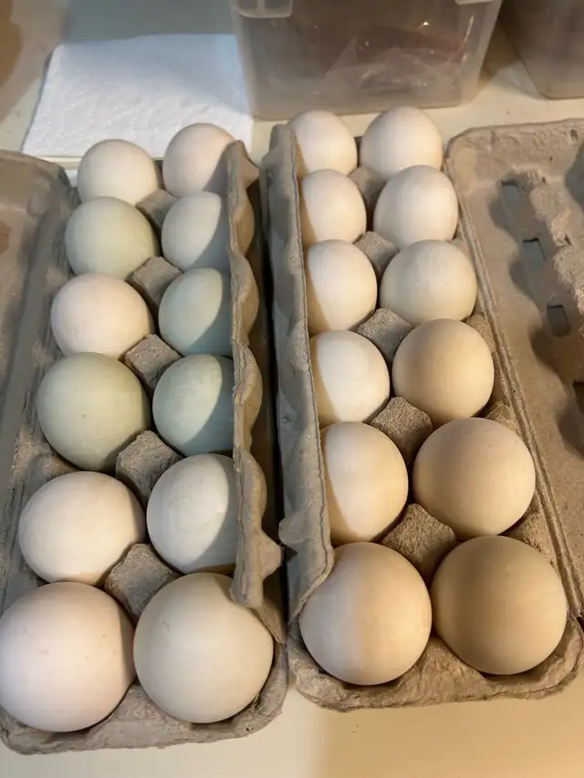 Duck eggs for sale