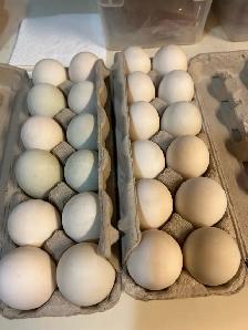 Duck eggs for sale