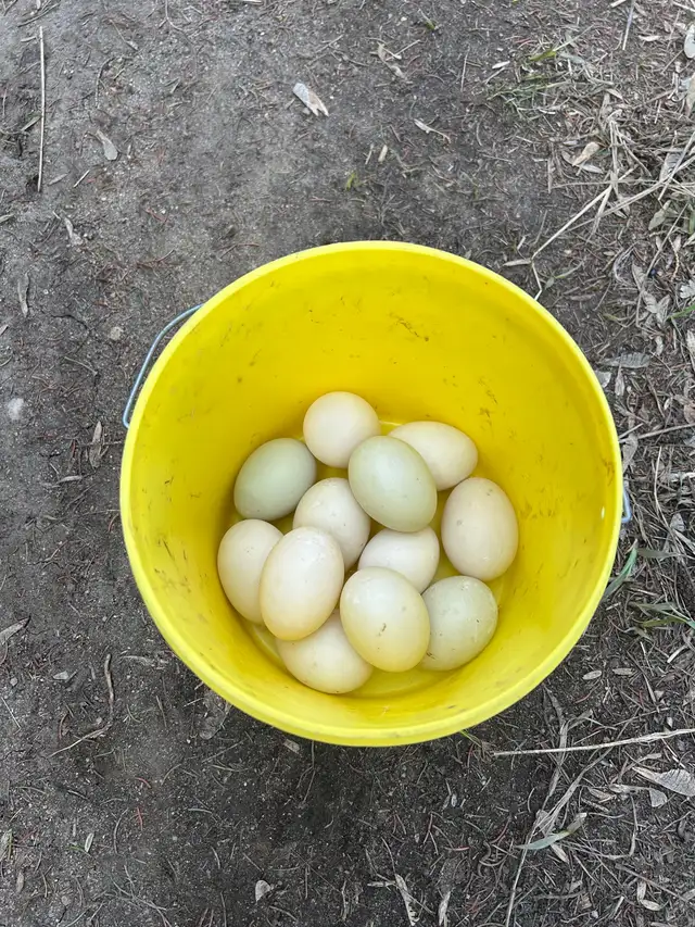 Duck eggs for sale - Photo 2