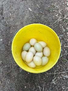Duck eggs for sale - Photo 2
