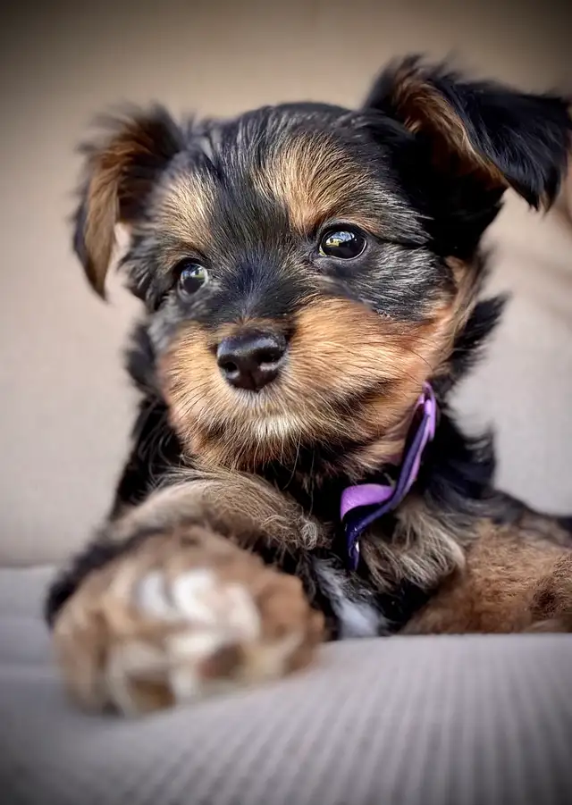 Yorkie Female