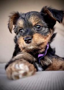 Yorkie Female