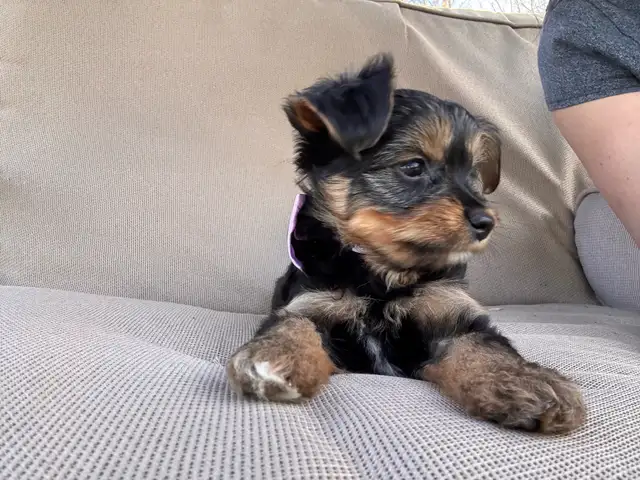 Yorkie Female - Photo 2