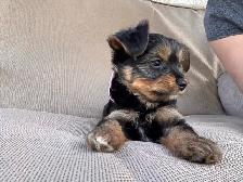 Yorkie Female - Photo 2
